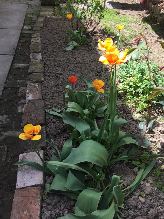 Crown Street Garden Studio Belgrado Buitenkant foto